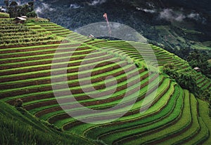 Landscaped Scenery View of Agriculture Rice Fields, Nature Landscape of Rice Terrace Field at Sapa, Vietnam. Panorama Countryside