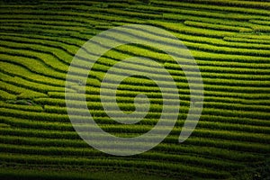 Landscaped Scenery View of Agriculture Rice Fields, Nature Landscape of Rice Terrace Field at Sapa, Vietnam. Panorama Countryside