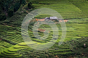 Landscaped Scenery View of Agriculture Rice Fields, Nature Landscape of Rice Terrace Field at Sapa, Vietnam. Panorama Countryside