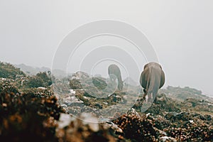 Landscaped shot of two horses eating grass in the meadow in the mountains surrounded by mist