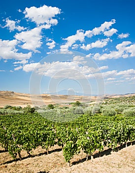 Landscaped of vineyard