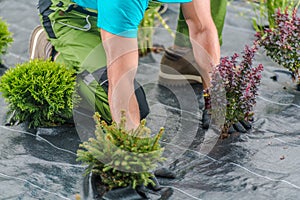 Landscaper Installing Weed Control Fabric in a Garden