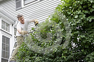 Landscaper Trimming Climbing Vines