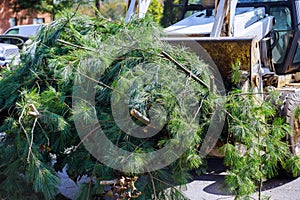 Landscapers clean up in the remove tree branches