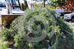 Landscapers clean up in the remove tree branches in the municipal utilities