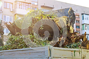 Landscapers clean up in the remove tree branches in the municipal utilities