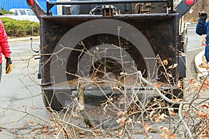 Landscapers using chipper machine to remove and haul chainsaw tree branches