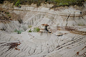 Landscapes in Alberta`s Dinosaur Provincial Park