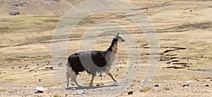 Landscapes with an alpaca in Peru
