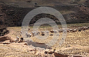 Landscapes with Alpacas in Peru