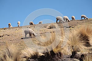 Landscapes with alpacas in Peru