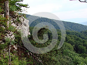 Landscapes of beech forests on the slopes of the Transcarpathian mountains of Tyachiv region.