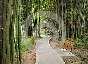 Landscapes of chinese bamboo park. Chengdu city.
