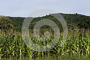 Landscapes corn field with big mountains.