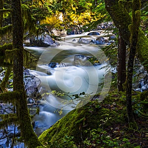 Landscapes of Deception fall and forest with slow shutter