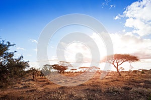Landscapes of dry and arid African savannah