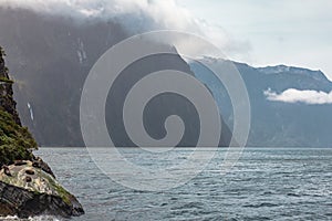 Landscapes of Fiordland National Park. Marine mammals on the rocks of the fjords. Navy seals. New Zealand