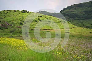 Landscapes and flowery meadows photo