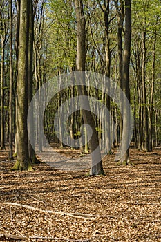 Landscapes of the forest in the National Park of Nehterlands