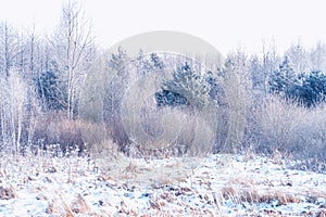 Landscapes. Frozen winter forest with snow covered trees