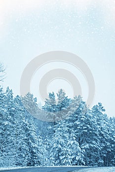 Landscapes. Frozen winter forest with snow covered trees