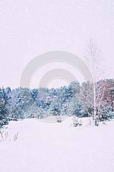 Landscapes. Frozen winter forest with snow covered trees