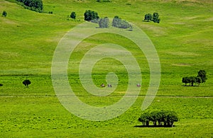 Landscapes of Grassland