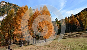 Colore da autunno foreste dolomiti 