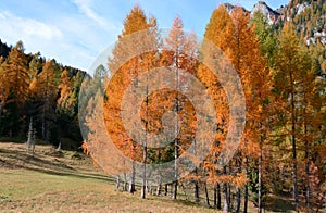 Intenso colori da alberi autunno dolomiti 