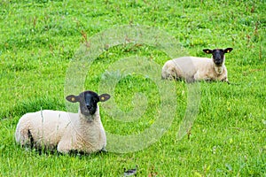 Landscapes of Ireland. Sheep grazing, Galway county