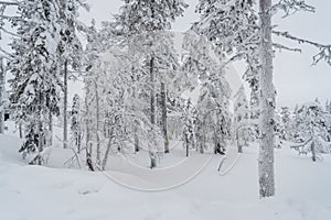 Landscapes in Lapland near Sirkka, Finland