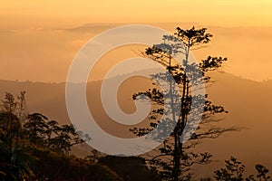 Landscapes morning mountain sunrise between silhouette of trees