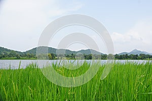 A landscapes of mountain, river and paddy filed