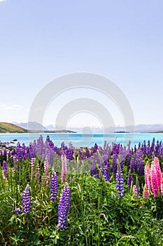 Landscapes with mountains and flowers near the azure waters of Lake Tekapo, New Zealand