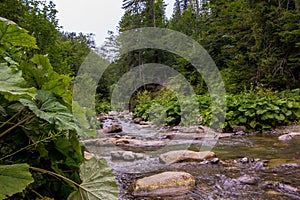 Landscapes of the mountains and Mountain river and natural green forest.