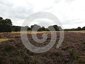landscapes of Nottingham forest photo