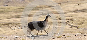 Landscapes with an alpaca in Peru photo