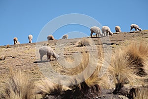 Landscapes with alpacas in Peru photo