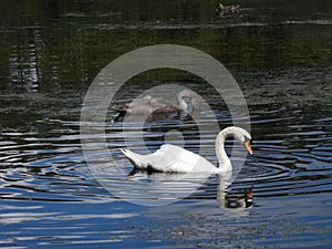 landscapes photography of Nottingham forest