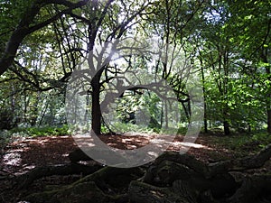 landscapes photography of Nottingham forest