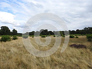 landscapes photography of Nottingham forest