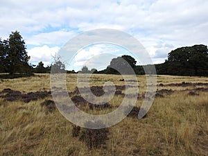 landscapes photography of Nottingham forest