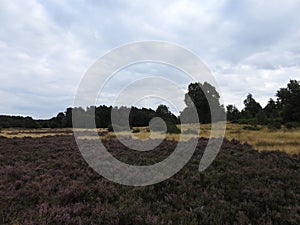 landscapes photography of Nottingham forest