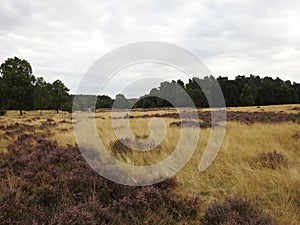 landscapes photography of Nottingham forest
