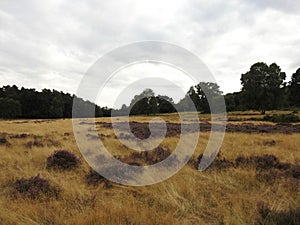 landscapes photography of Nottingham forest