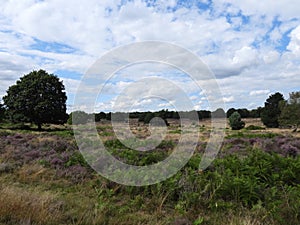 landscapes photography of Nottingham forest photo