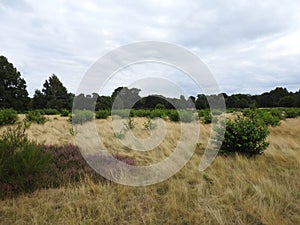 landscapes photography of Nottingham forest photo