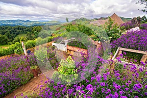 Landscapes of purple verbena flower in mon jam