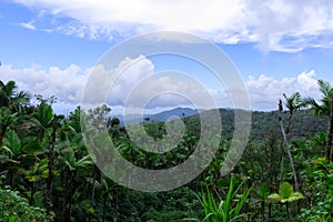 Landscapes of the rainforest of Puerto Rico