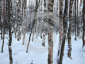 Landscapes of Russia - birch grove in winter